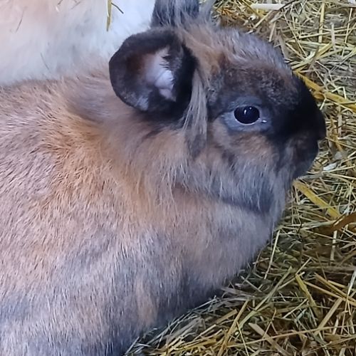 Jeune femelle tête de lion #1