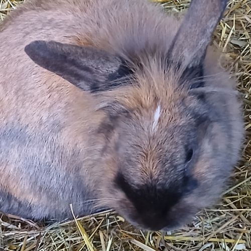 Jeune femelle tête de lion #2