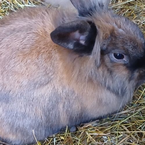 Jeune femelle tête de lion