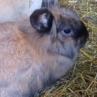 Jeune femelle tête de lion #1