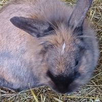 Jeune femelle tête de lion #2