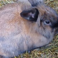 Jeune femelle tête de lion