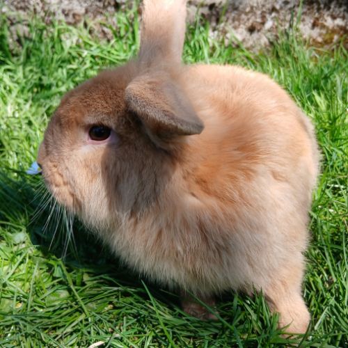 Jeune mâle du style lionlop