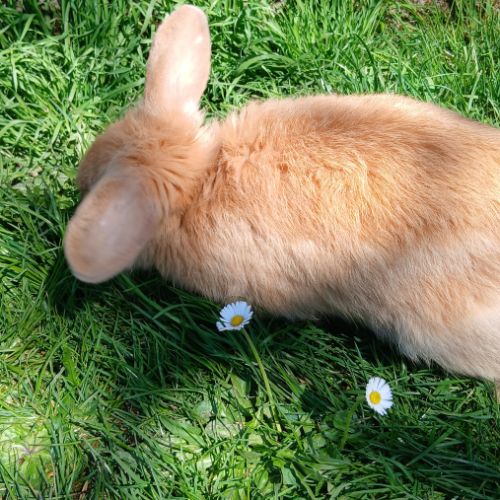 Jeune mâle du style lionlop #3