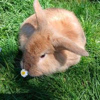 Jeune mâle du style lionlop #1