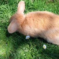 Jeune mâle du style lionlop #3