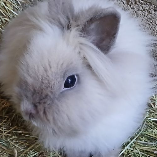 Jeune femelle teddy nain angora