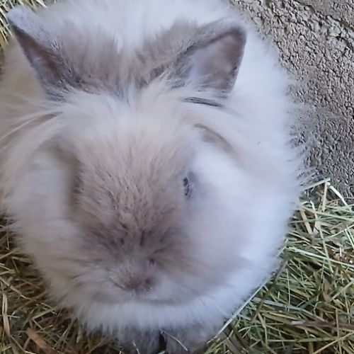 Jeune femelle teddy nain angora #2