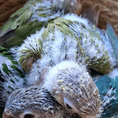 Beaux bébés perroquets conure eam #1