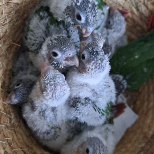 Beaux bébés perroquets conure eam #3