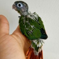 Beaux bébés perroquets conure eam
