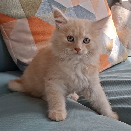Chaton mâle maine coon loof