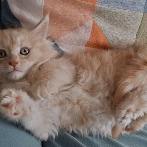 Chaton mâle maine coon loof #3