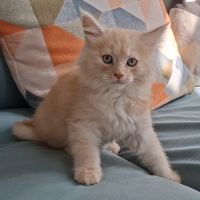 Chaton mâle maine coon loof