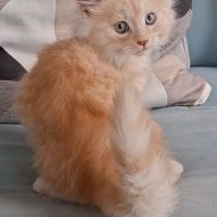 Chaton mâle maine coon loof #2