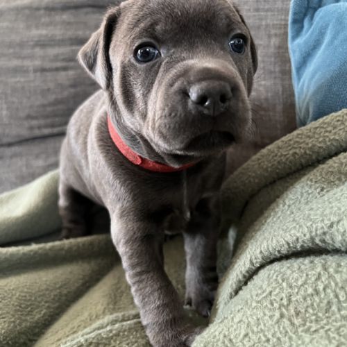Chiots staffie staffy #3