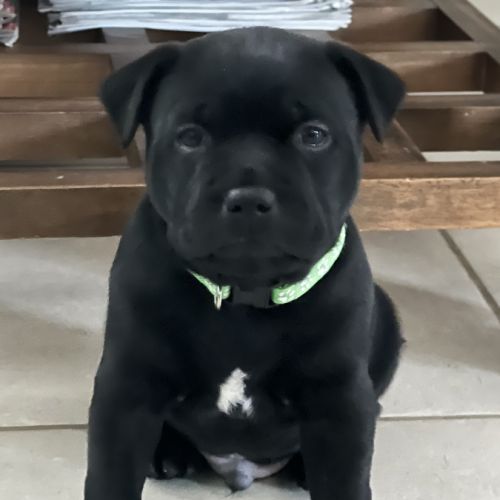 Chiots staffie staffy
