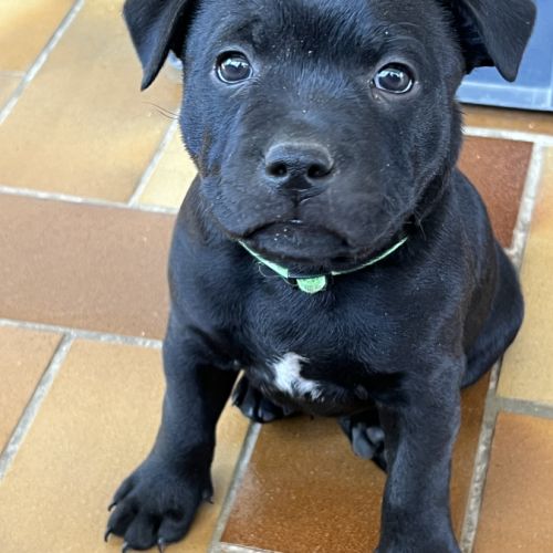 Chiots staffie staffy #5