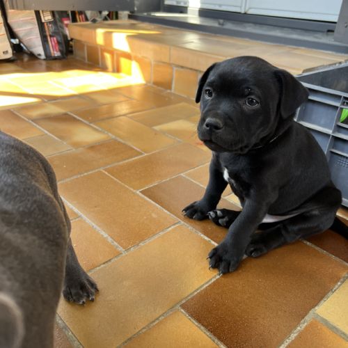 Chiots staffie staffy #6