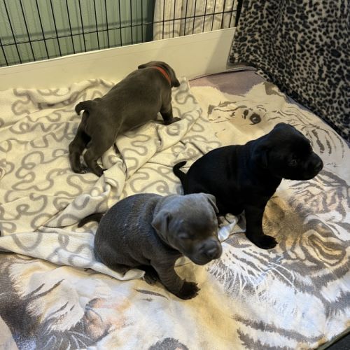 Chiots staffie staffy #5
