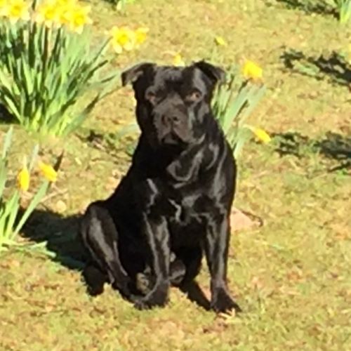 Chiots staffie staffy #6