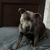 Chiots staffie staffy #1