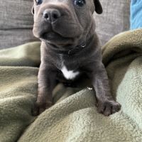 Chiots staffie staffy