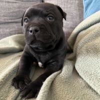 Chiots staffie staffy #4
