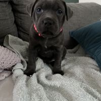Chiots staffie staffy #4