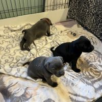 Chiots staffie staffy #5