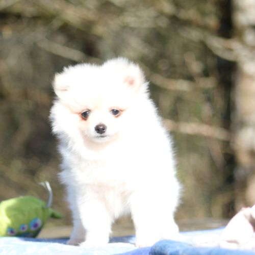 Chiot male spitz allemand lof disponible #5