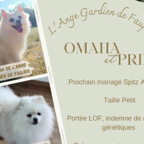 Chiot male spitz allemand lof disponible #6
