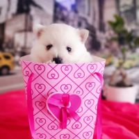 Chiot male spitz allemand lof disponible #1