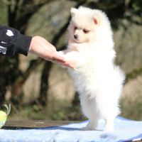 Chiot male spitz allemand lof disponible