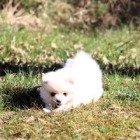 Chiot male spitz allemand lof disponible #3