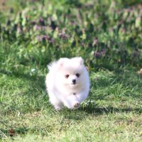 Chiot male spitz allemand lof disponible #4