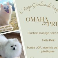 Chiot male spitz allemand lof disponible #6