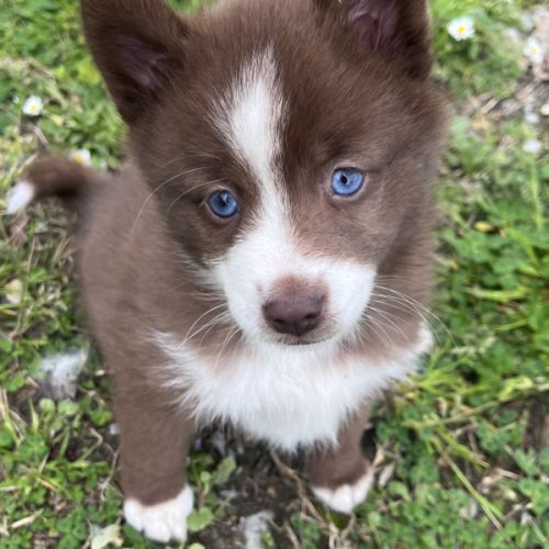 Pomsky toy f3 exceptionnelle #0