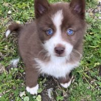 Pomsky toy f3 exceptionnelle #1