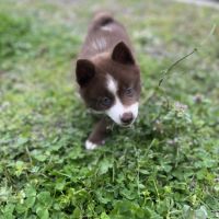 Pomsky toy f3 exceptionnelle #3