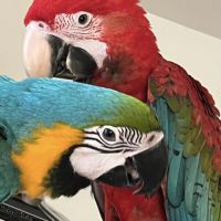 Ara ararauna et ara chloroptère