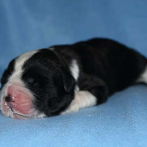 Chiots saint bernard lof #3