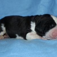 Chiots saint bernard lof #1