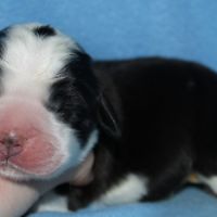 Chiots saint bernard lof #2
