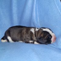 Chiots saint bernard lof #0