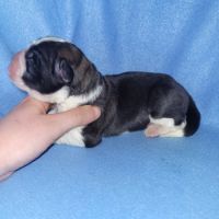 Chiots saint bernard lof #5