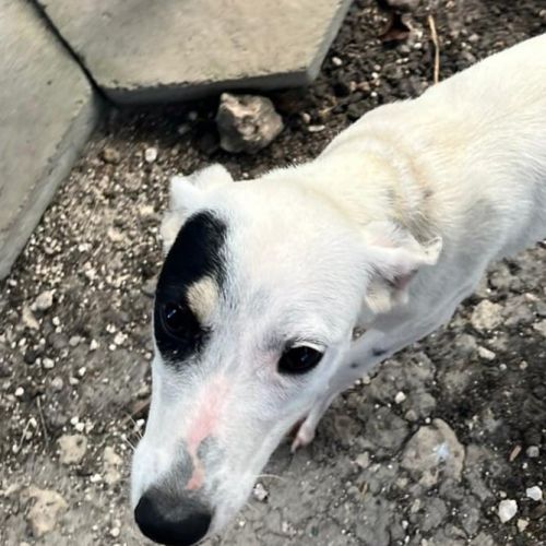 Pitchoune se trouve dans un refuge en guadeloupe #0