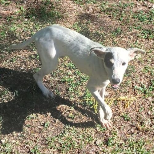 Pitchoune se trouve dans un refuge en guadeloupe #2
