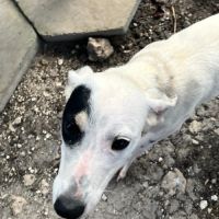 Pitchoune se trouve dans un refuge en guadeloupe