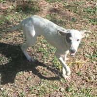 Pitchoune se trouve dans un refuge en guadeloupe #2